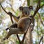 коала