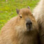 small capybara