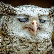 O RLY?