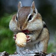 吃松籽的松鼠