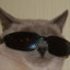 vas ebet cat