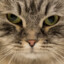 WavyCat