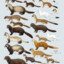 a few weasels