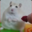 Hamsterlover69