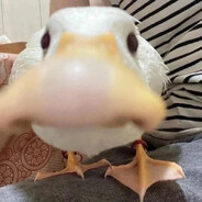 Patito Narizon