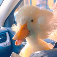 温柔留给向日葵