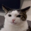 Kitle_Pitle