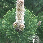 Pinus