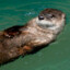 Otter | Free The Sea
