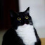 Avatar of Black Pussy
