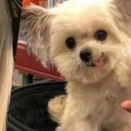 江湖人称“CH”