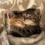 .meow1xp
