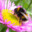 abeille