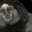 TheBlackMarmoset