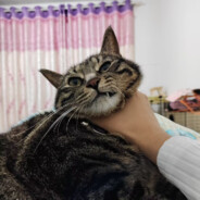 能力越小责任越小