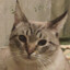 baev.maksim