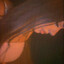 daria gipsy glont