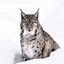 SnowLynx27
