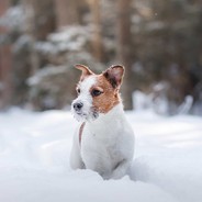 梦涵是个大恐龙