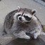 Actual_Raccoon