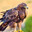 AdemiKS