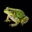 AgentOAceIs