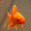 Glub Glub: Lord of Goldfish