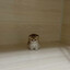 Cat(кот)