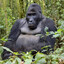 Obese Gorilla