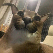 Floppinator avatar