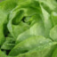 Lechuga fria