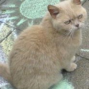 LonerDanger