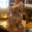 kitten with beer