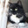 Black cat