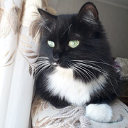 Black cat
