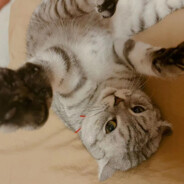 我家猫会后空翻