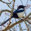 magpie