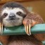 Mr.Sloth