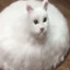 RumbaCat