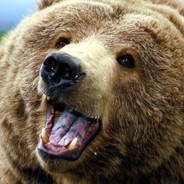 Bear Power's avatar