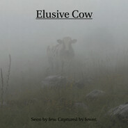 elusiveCow