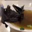 Bat Soup