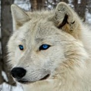BatHouse's Avatar