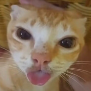 开心常在你张哥