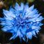 cornflower