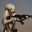 Cheri The Poodle - 7 wins to 100