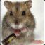 hamster