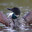 Loon
