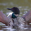 Loon