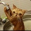 Кот под душем